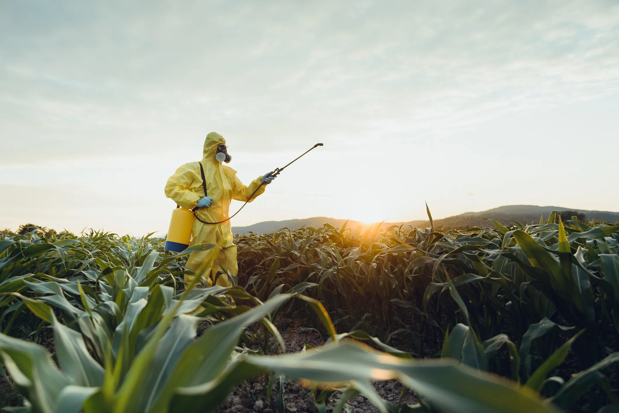 Farmer inspecting a healthy crop in a field while applying responsible pesticide management practices, representing food safety, environmental protection, and agricultural standards.