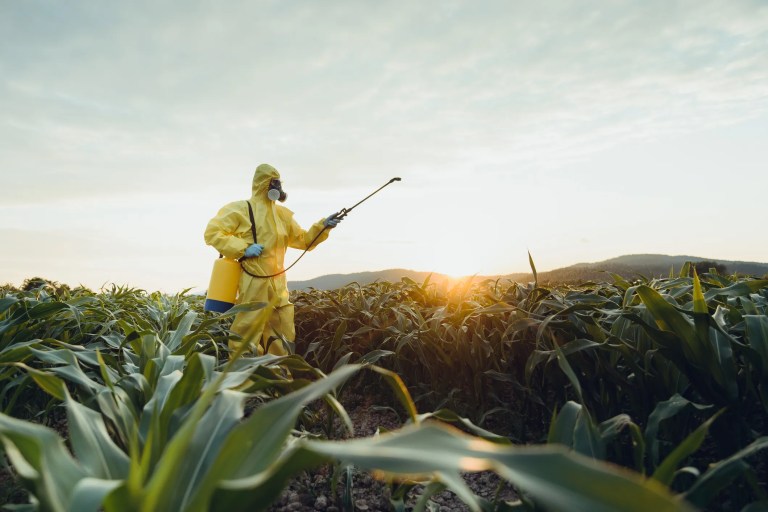 Farmer inspecting a healthy crop in a field while applying responsible pesticide management practices, representing food safety, environmental protection, and agricultural standards.