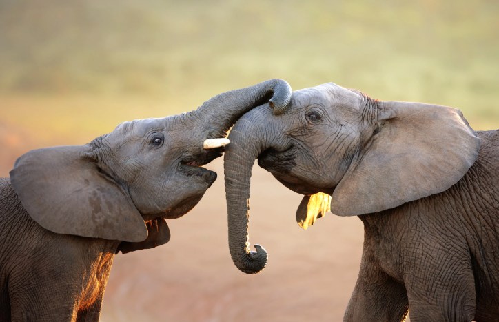 African elephants communicating through low-frequency rumbles as AI analyzes their vocalizations to study animal communication and social behavior.