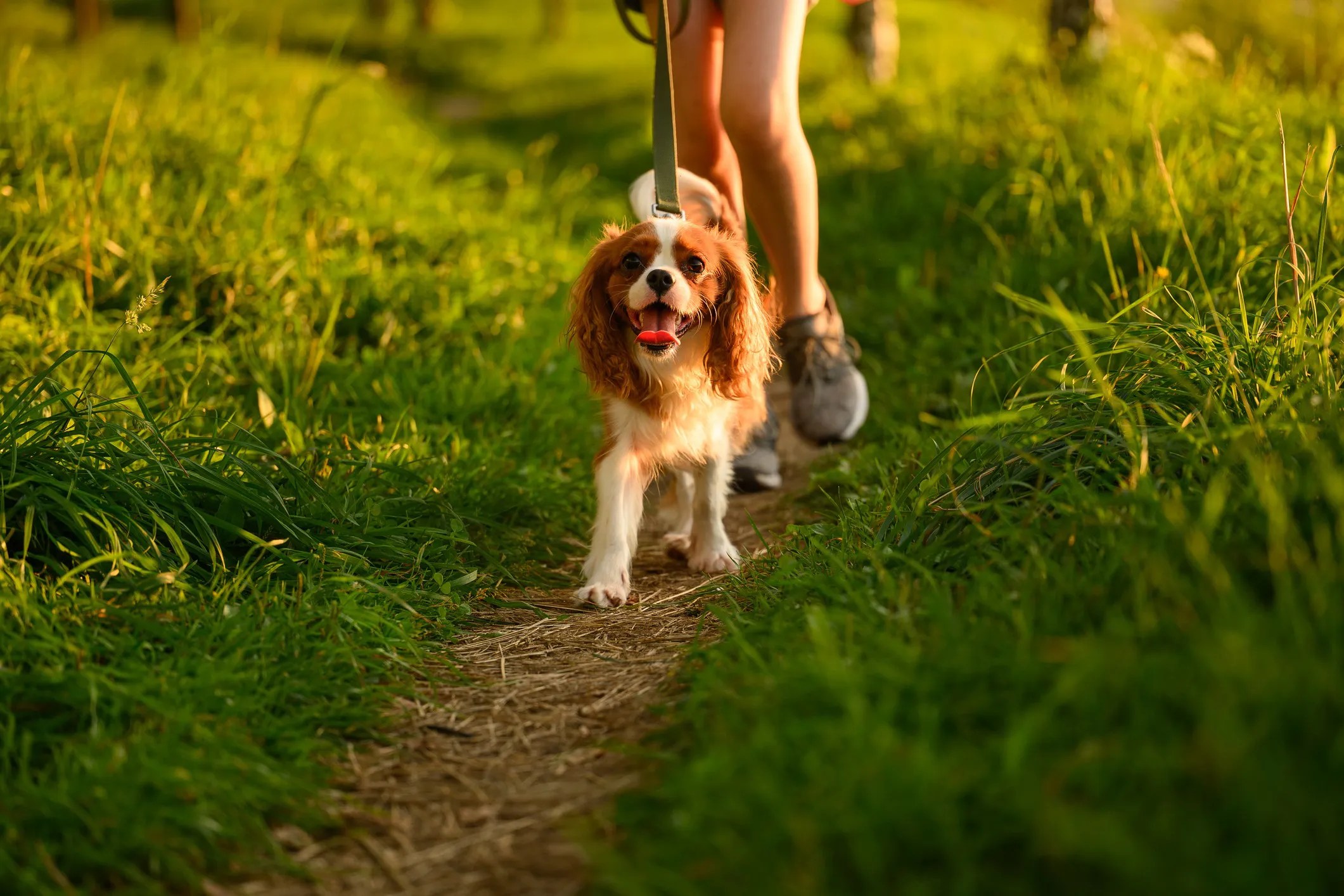 Dog walking outdoors with its owner, illustrating the potential health and well-being benefits of dog ownership and the connection to ISO 45003:2021.