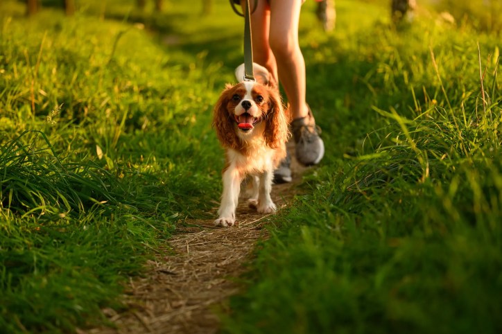 Dog walking outdoors with its owner, illustrating the potential health and well-being benefits of dog ownership and the connection to ISO 45003:2021.